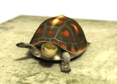 154943-p..gif