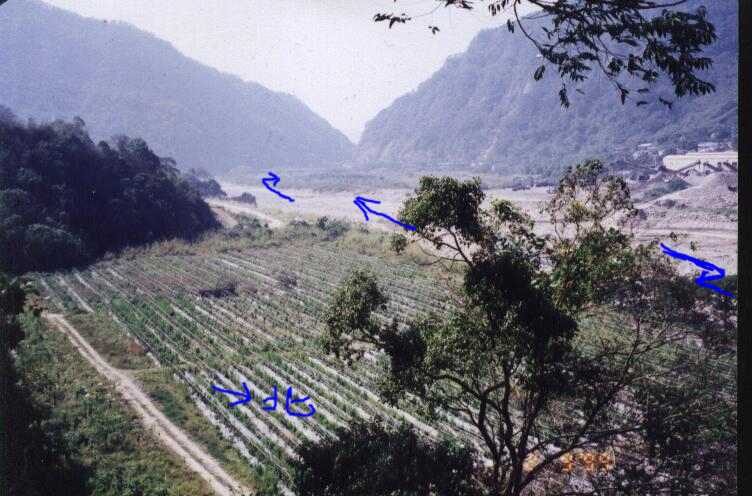 155975-tree11111.jpg