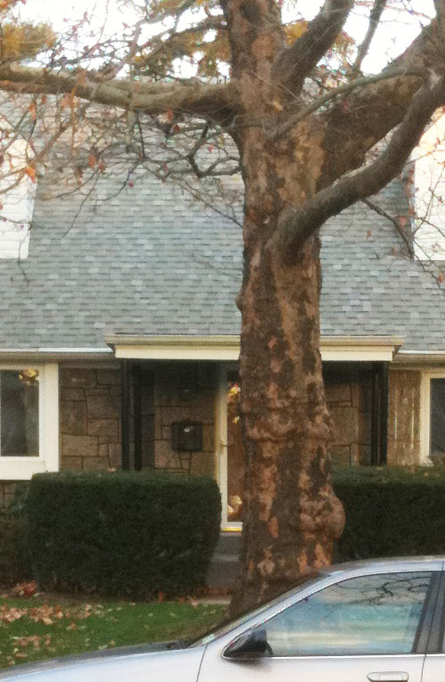 Tree.jpg