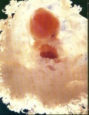 251607-life010.jpg