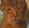 671664-CatQ.jpg