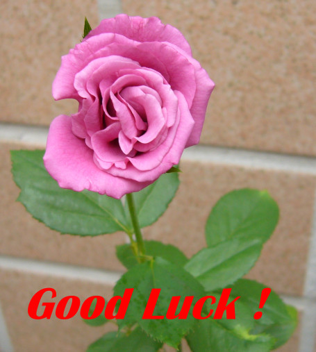 2123034-rose.jpg